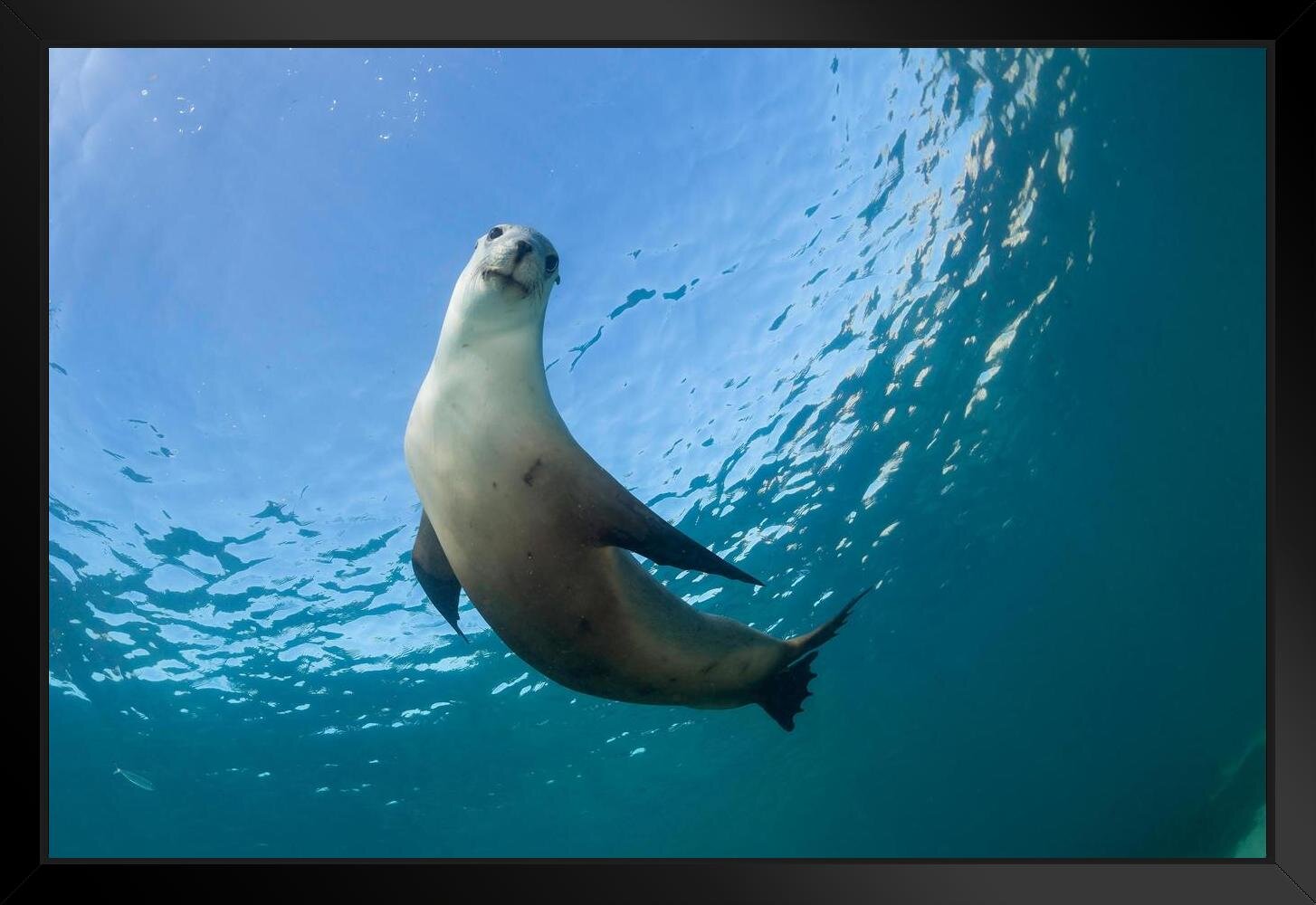 Highland Dunes " Australian Sea Lion Underwater Sea Lion " | Wayfair